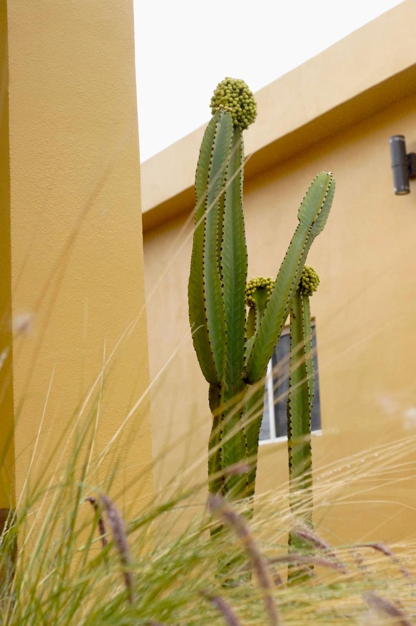 Cozy, Quiet & Pet Friendly Gated Patio Studio Ensenada Kültér fotó